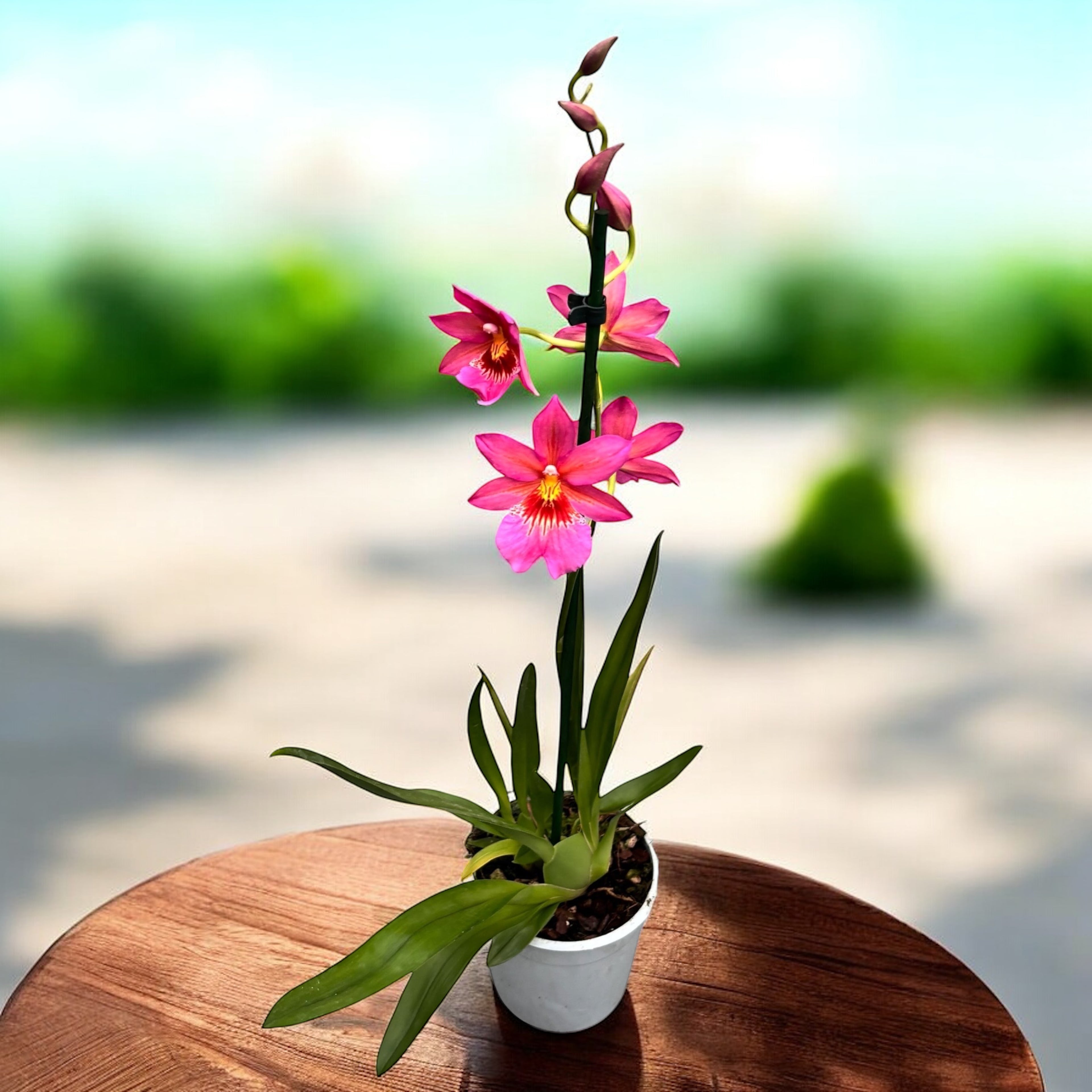 Burrageara Nelly Isler Pink - flori intens parfumate