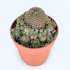 Rebutia heliosa var. condorensis – cactus miniature à floraison spectaculaire