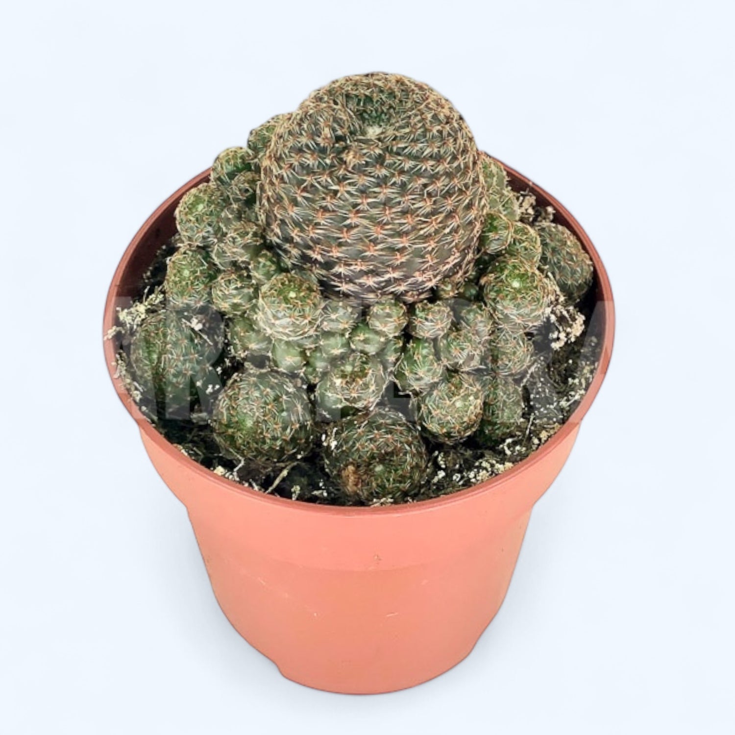 Rebutia heliosa var. condorensis – cactus miniatural cu inflorire spectaculoasa