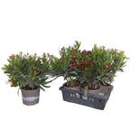 Leandru mix - (Nerium Olander) 2+ piante/ vaso, esemplari XL