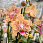 Phalaenopsis Aromio Spicy (peloric butterfly) - flori parfumate