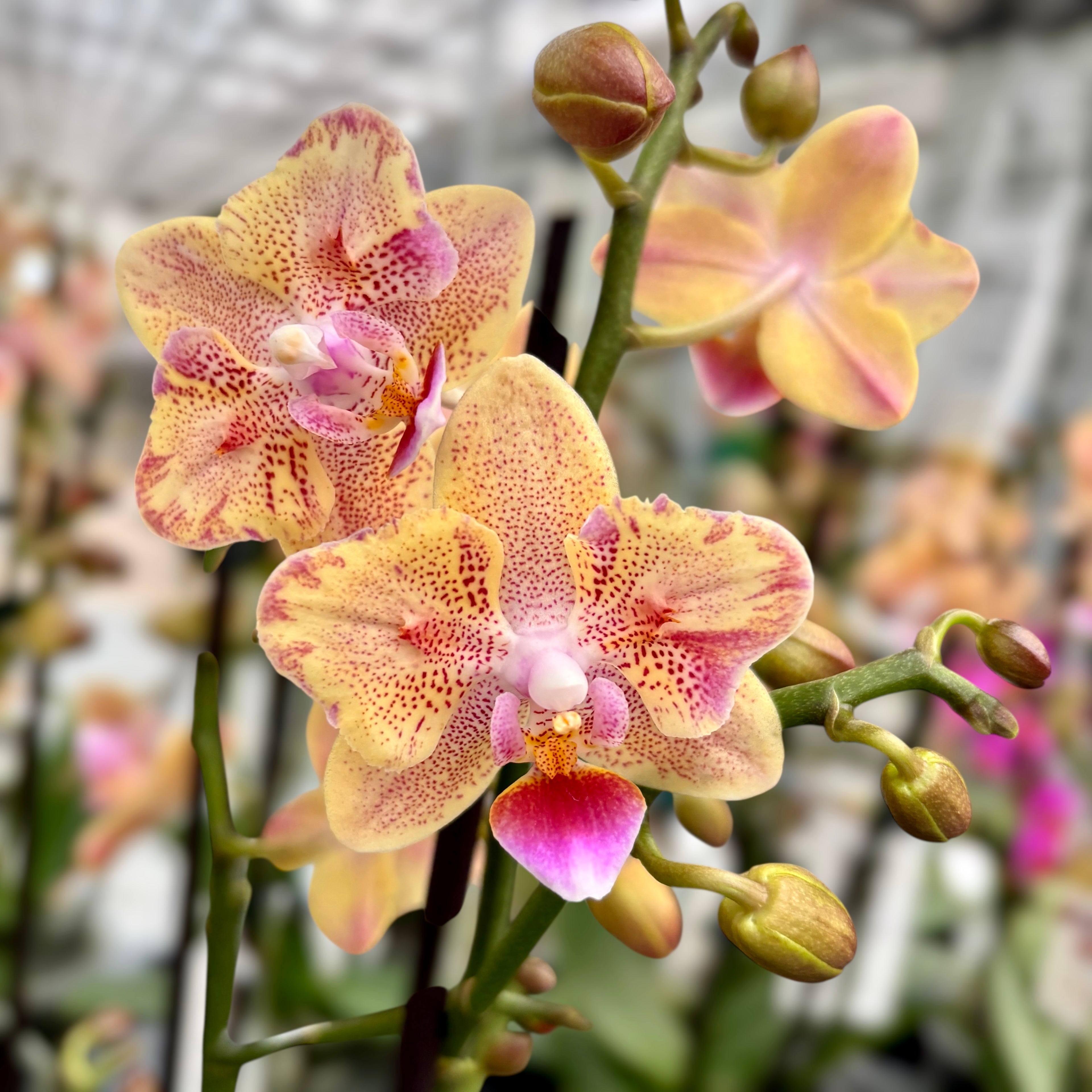 Phalaenopsis Aromio Spicy (farfalla pelorica) - fiori profumati