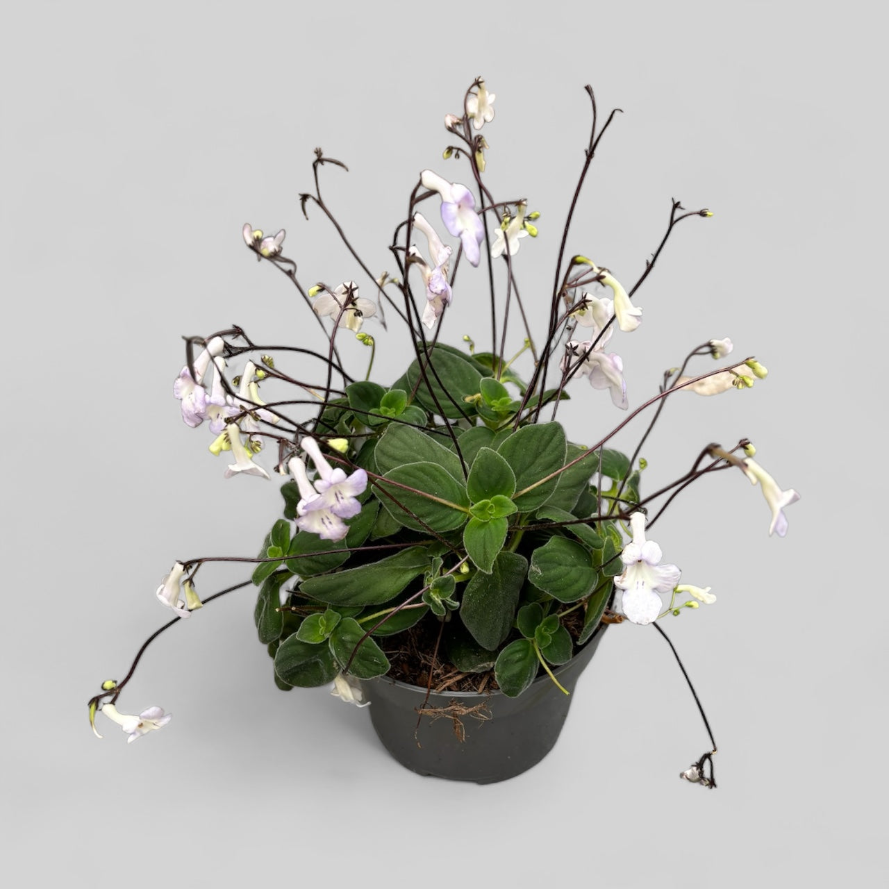 Streptocarpus White Butterfly - Streptocarpella