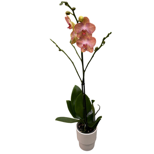 Phalaenopsis Anthura Ravello