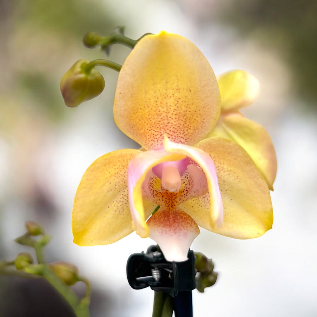 Phalaenopsis Bronze Buddha 'Lemon' (Bolgheri Lemon) fiori profumati e pelorici 3lips