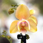 Phalaenopsis Bronze Buddha 'Lemon' (Bolgheri Lemon) kwiaty pachnące i peloryczne 3 płatki