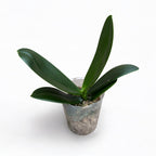 Phal. A Hot × Lioulin Pretty Audrey (Big Lip)