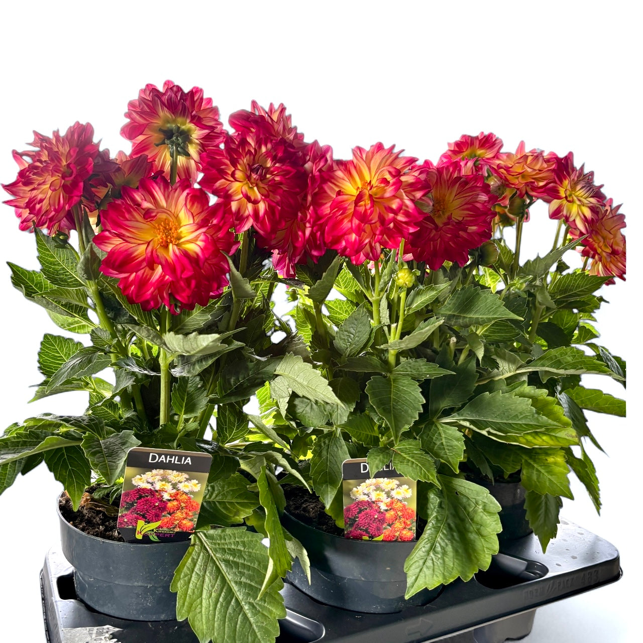 Dahlia Labella Maggiore ‘Fire’- dalii cu flori XL, inflorire abundenta, exemplare XXL