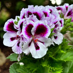 Pelargonium Grandiflorum 'Elegance Emma' (geranios ingleses)