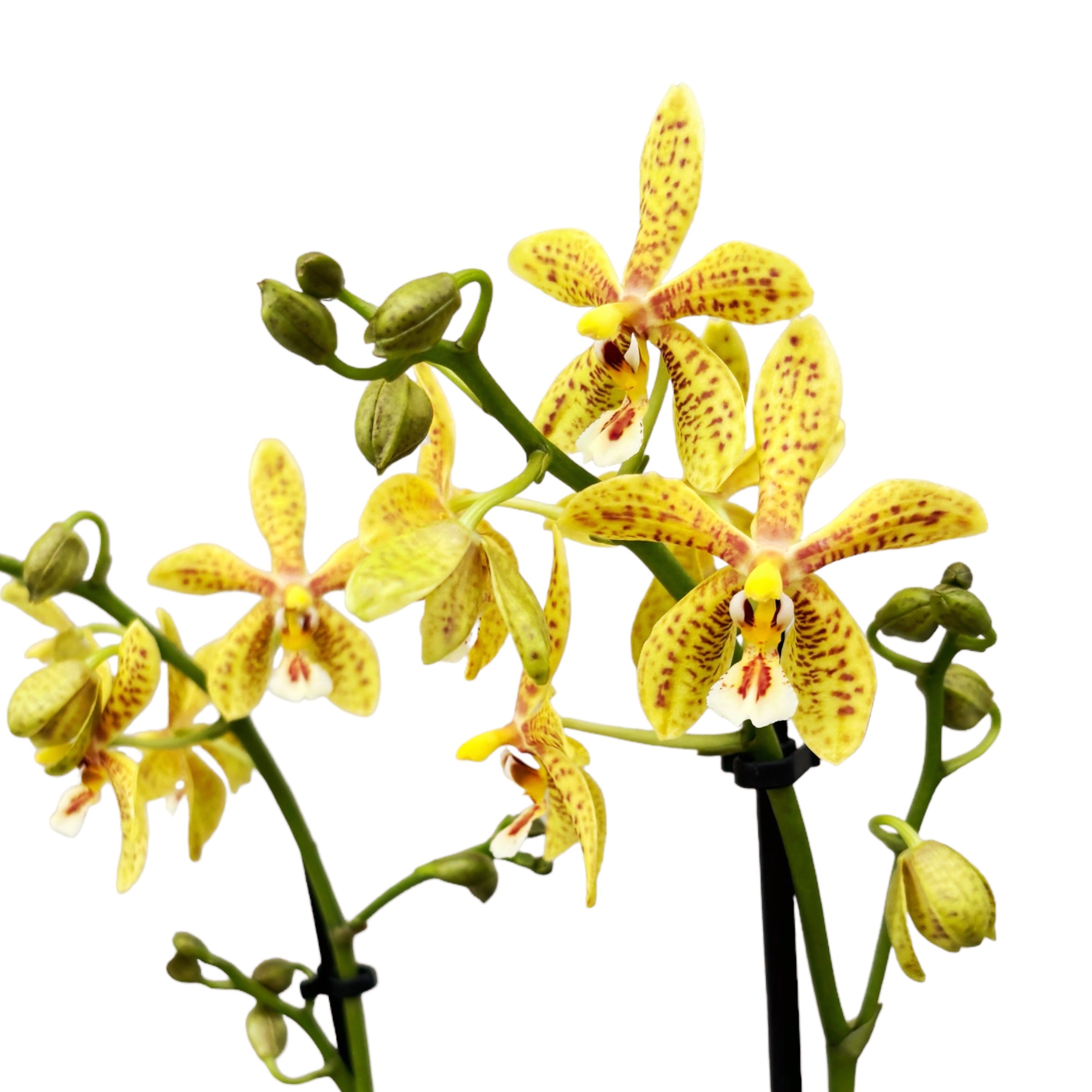 Phalaenopsis Starfish Exotic (silver leaves)