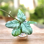 Hoya waymaniae 'Cloudy sky' (Kapuas)