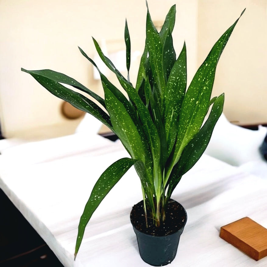 Aspidistra elatior minor 'Milchstraße'