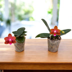 Phalaenopsis Lioulin Diana 'Maui Sunset' - flori parfumate