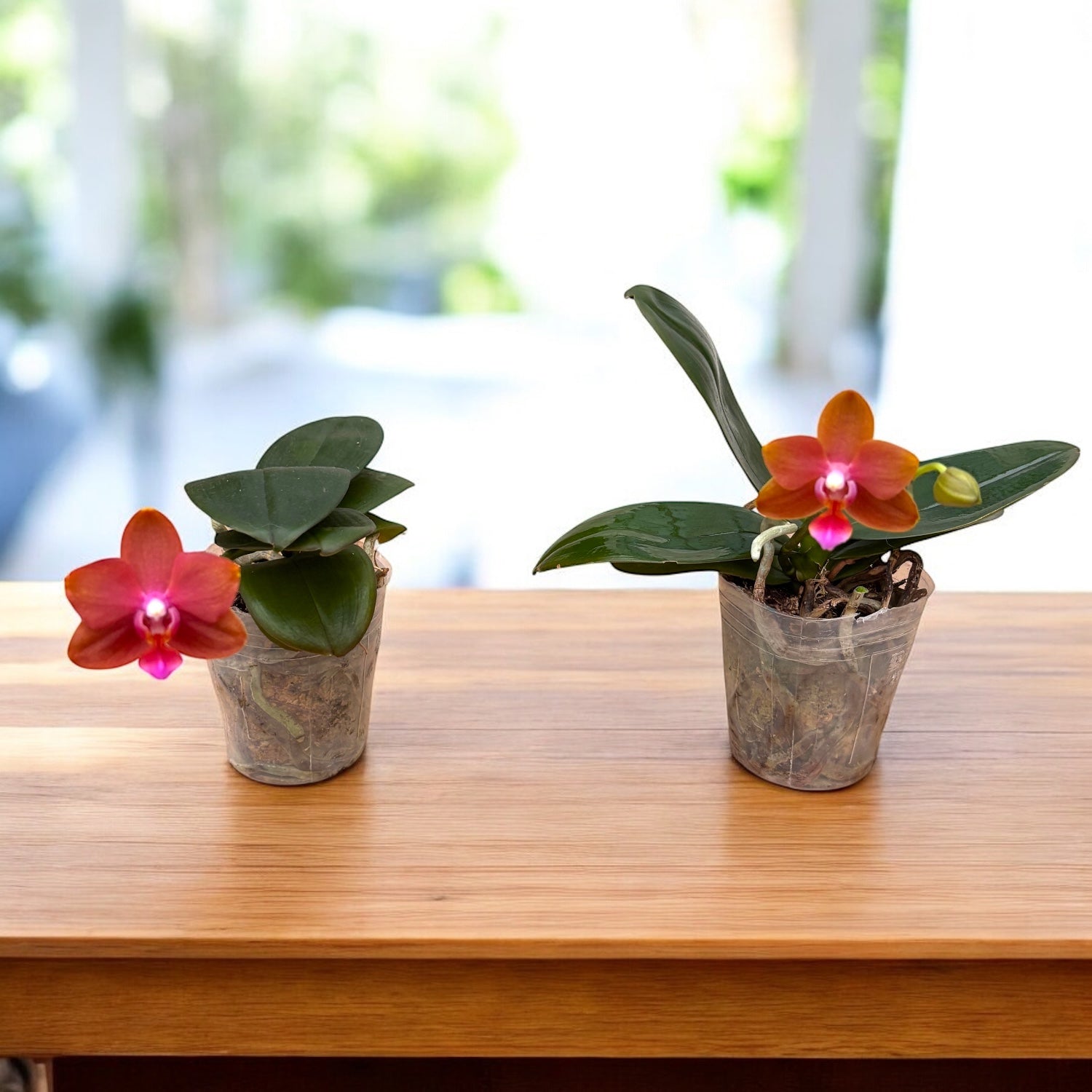 Phalaenopsis Lioulin Diana 'Maui Sunset' - flori parfumate
