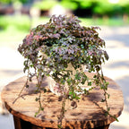 Selaginella uncinata (Pauwmos) - regenboogvaren