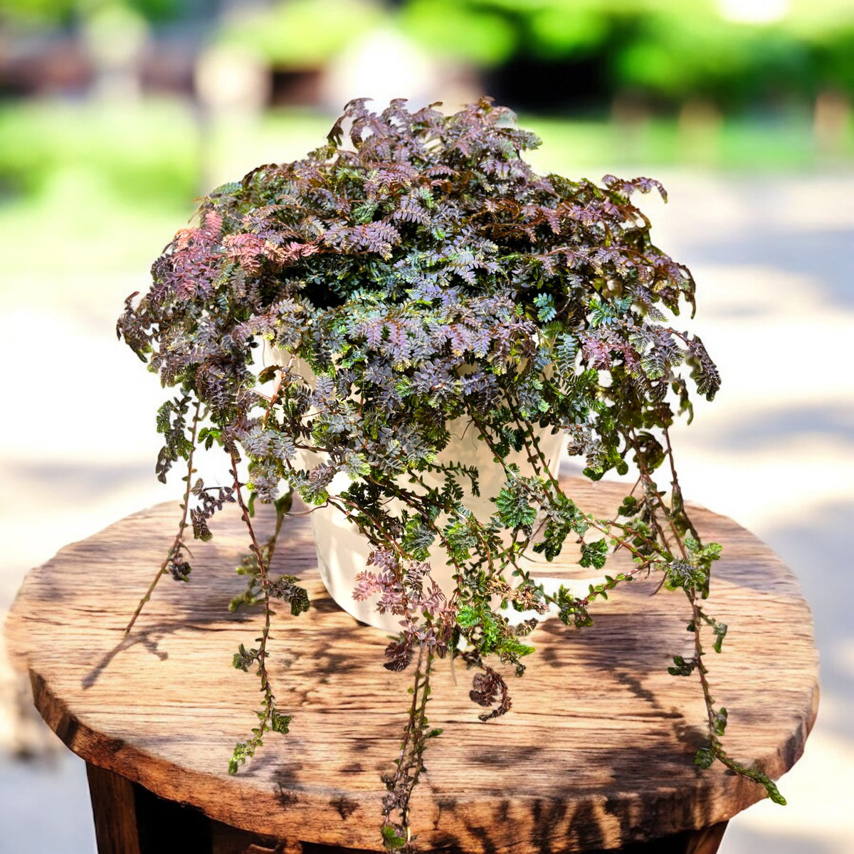 Selaginella uncinata (Pauwmos) - regenboogvaren