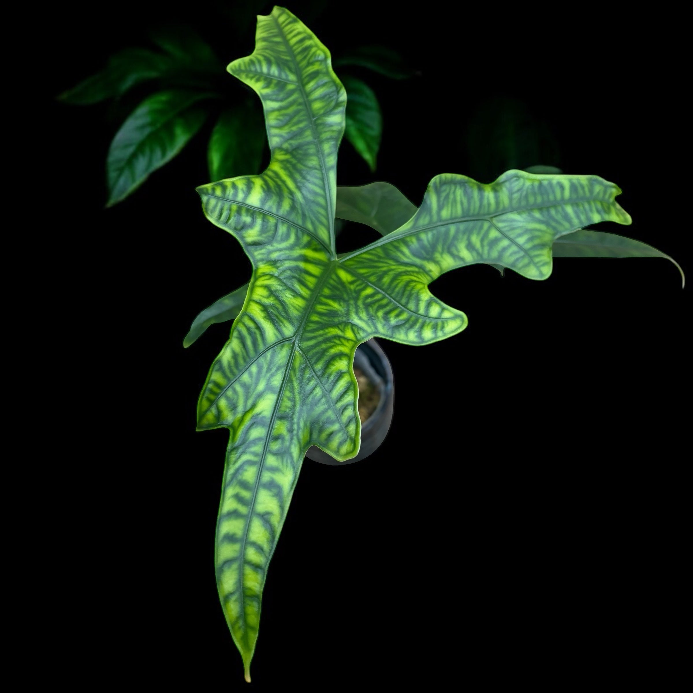 Alocasia nycteris 'Bat Wing'