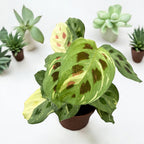 Maranta Leuconeura var. kerchoveana 'Variegata' (Maranta ‘Beauty Kim’, Fiesta) 2pp