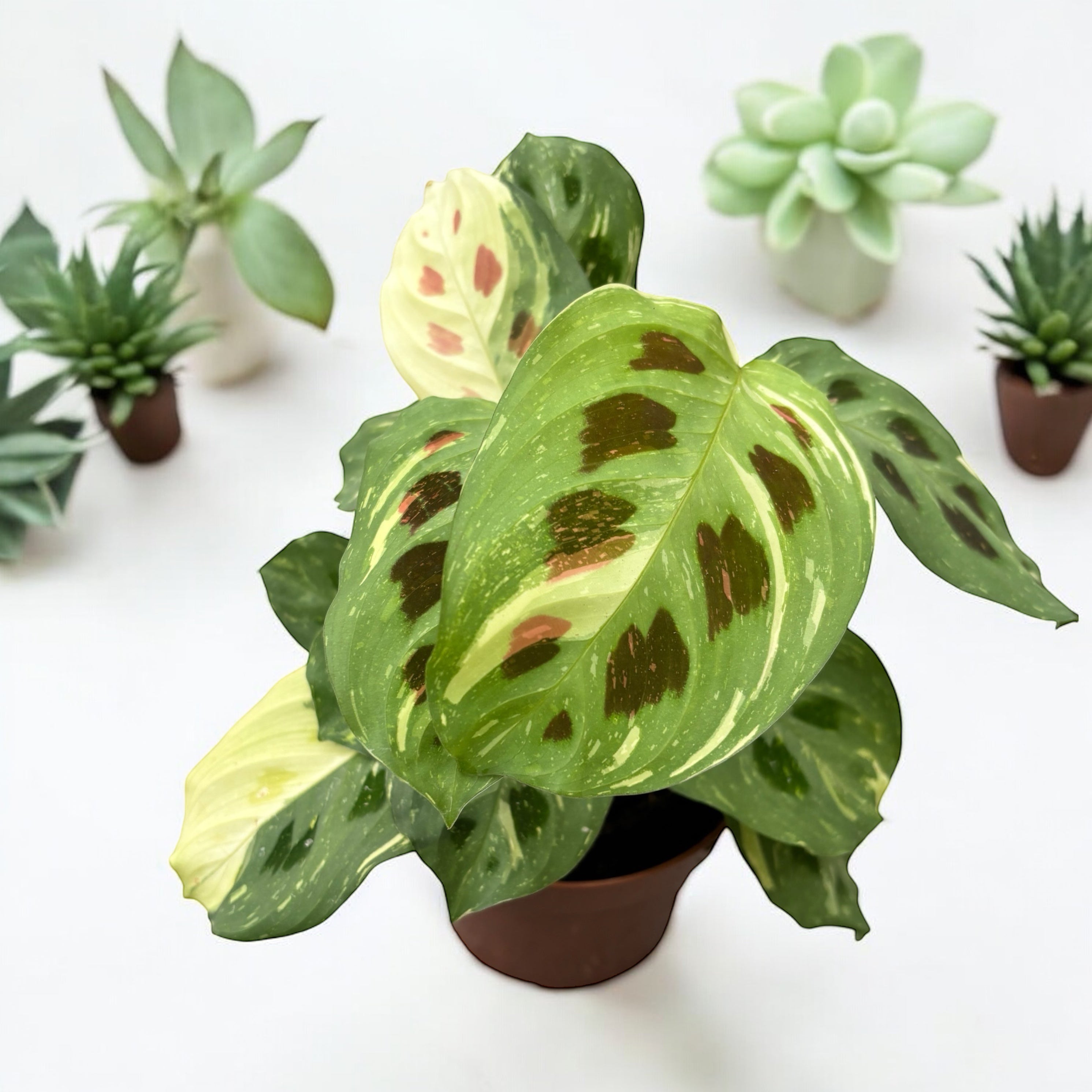 Maranta Leuconeura var. kerchoveana 'Variegata' (Maranta ‘Beauty Kim’, Fiesta) 2pp