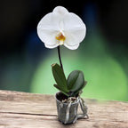 Phalaenopsis Singolo Tosha (White) - XXL flower