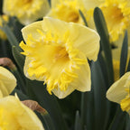 Narcise spectaculoase parfumate - Narcissus 'Snowtip'