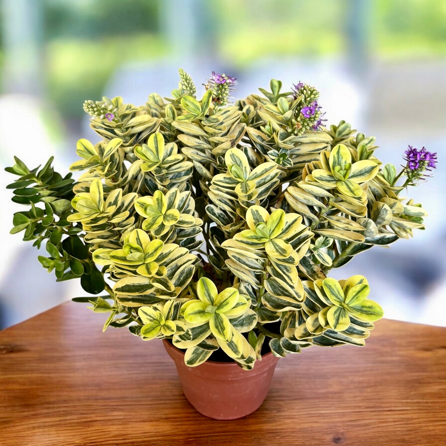 Hebe 'Andersonii Variegata' - Pomul de aur (Evergreen)