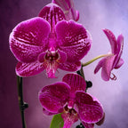 Phalaenopsis Fortune Teller - flori XL