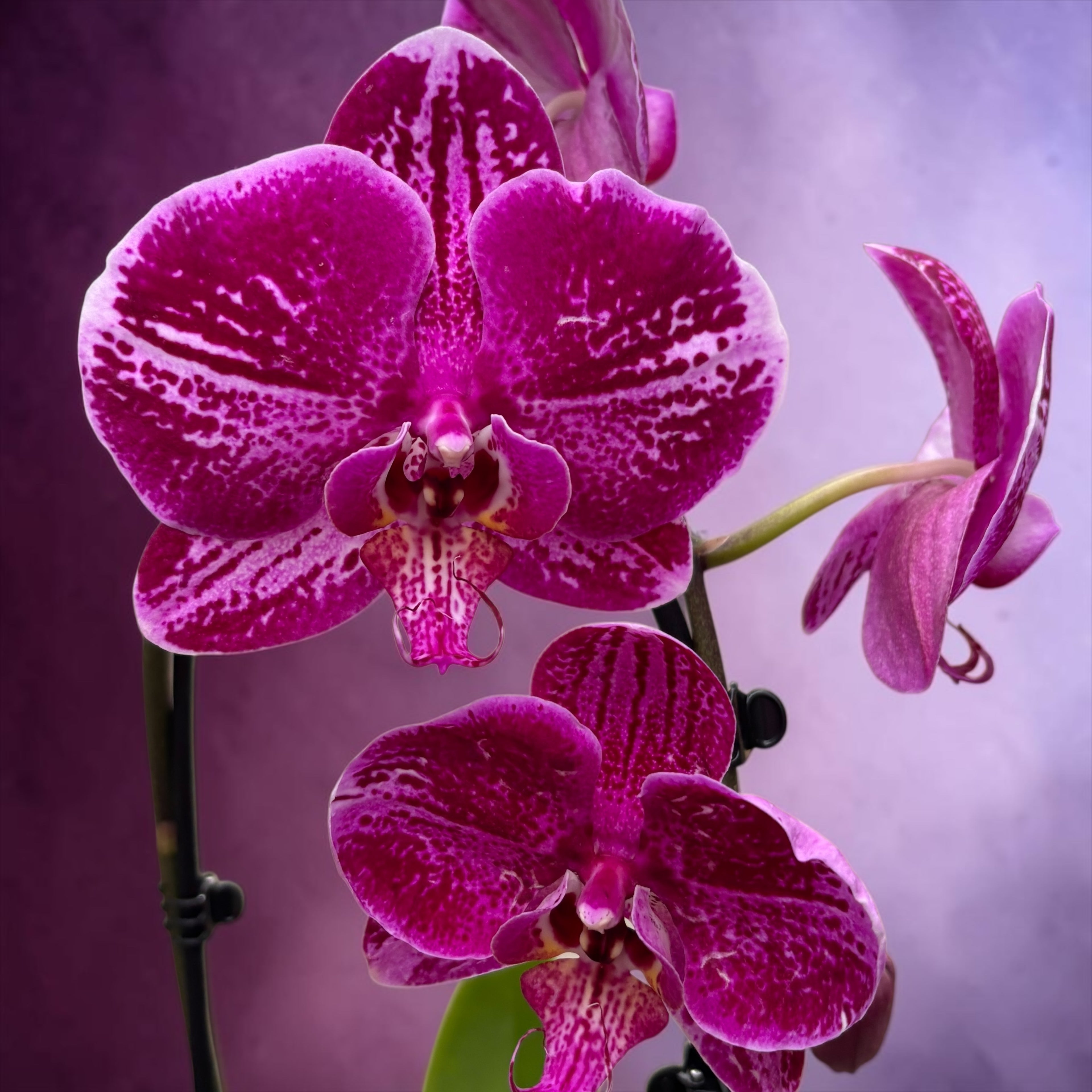 Phalaenopsis Fortune Teller - flori XL