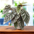Begonia 'Snow Capped' - frunze argintii spectaculoase