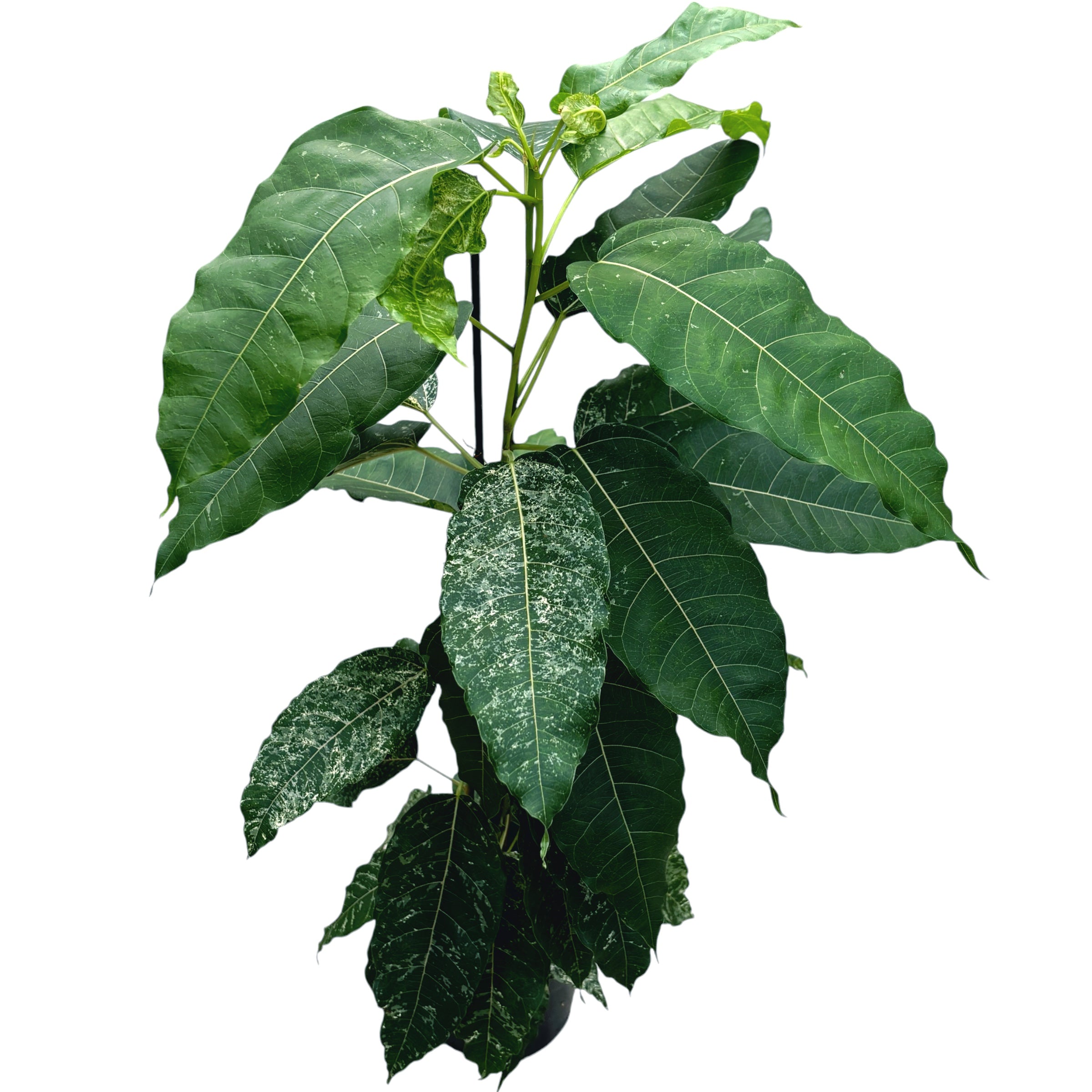 Ficus aspera 'Variegata' 2pp