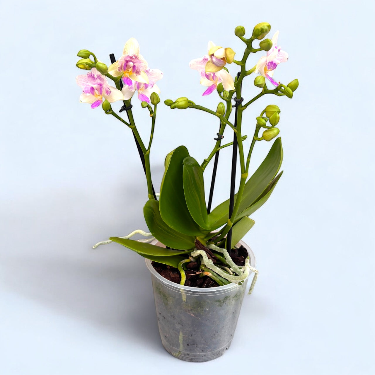 Phalaenopsis Blossom Bliss (fiori pelorici)
