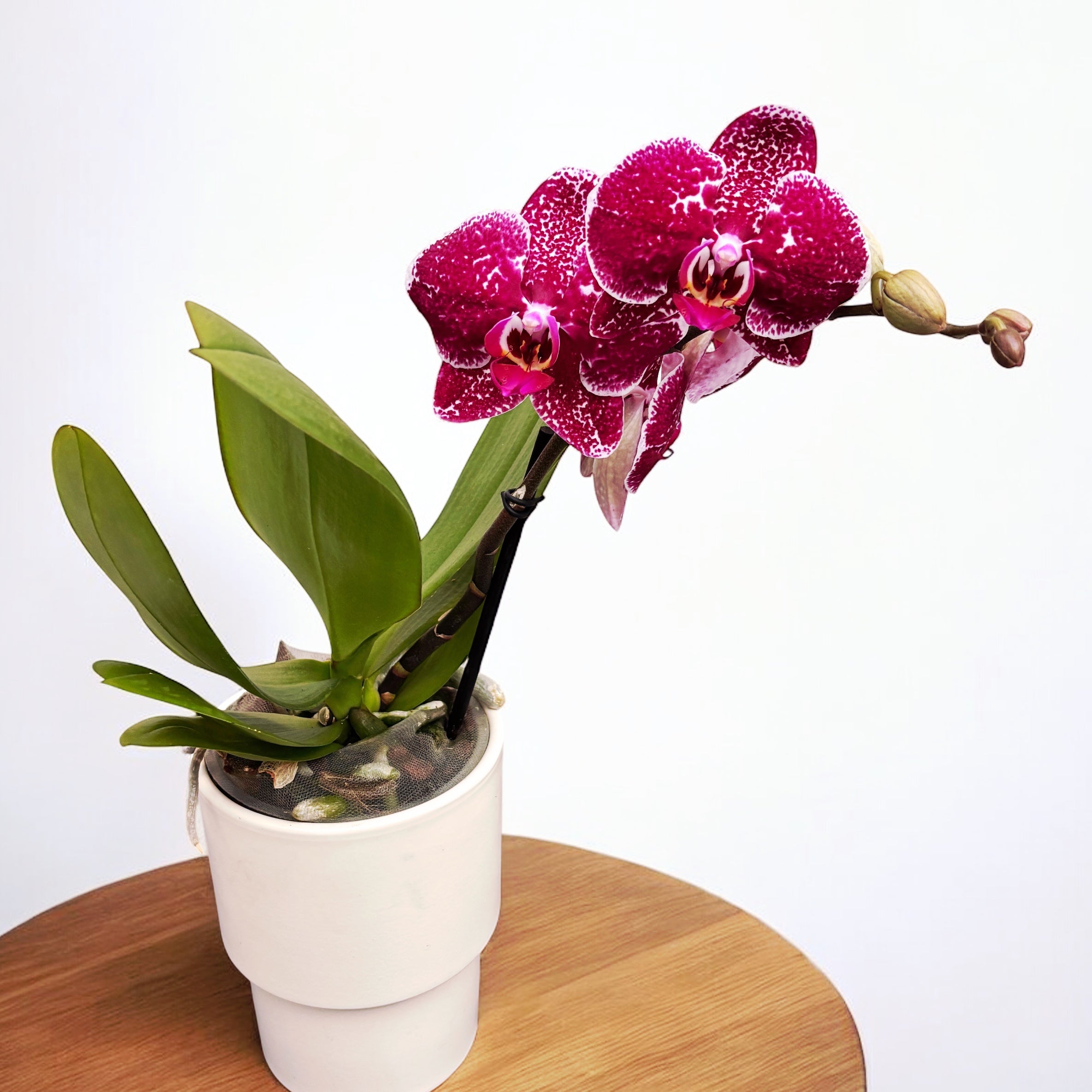 Phalaenopsis « Fuller’s Princess Fuchsia » (Free Spirit Red)