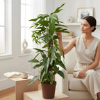 Epipremnum pinnatum ‘Baltic Blue Mint Variegata’ XL