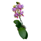 Phalaenopsis Taisuco Jasper (peloric)