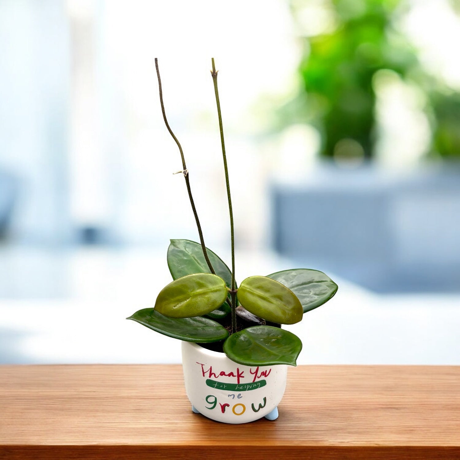 Hoya vangviengiensis D6