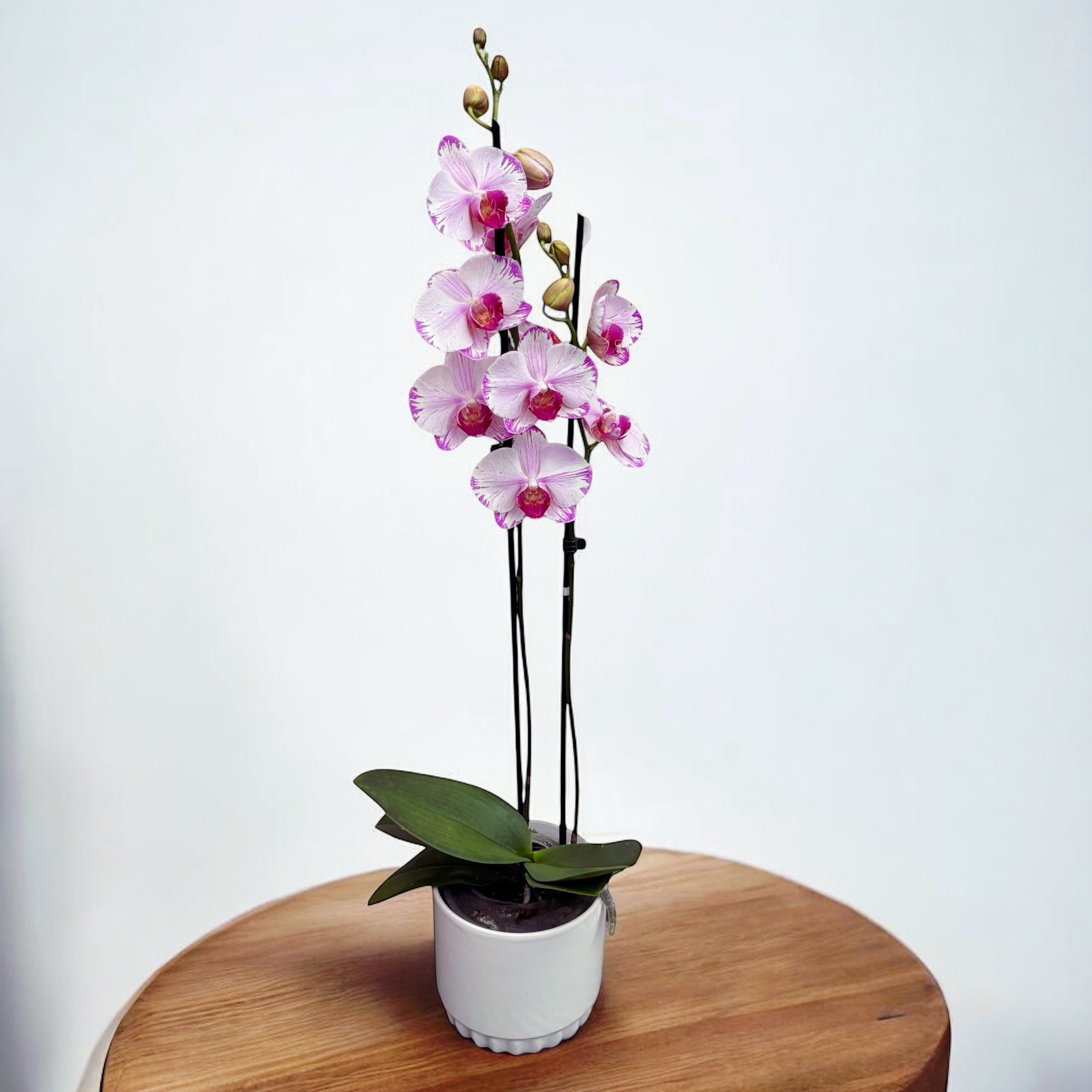 Phalaenopsis Fong Tien's Amapearl 'Cone Pearl