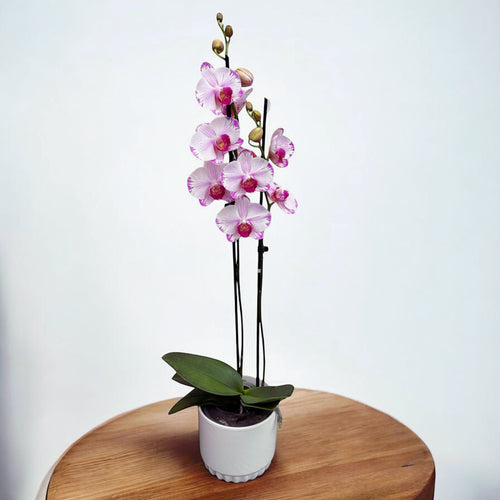 Phalaenopsis Fong Tien's Amapearl 'Cone Pearl'