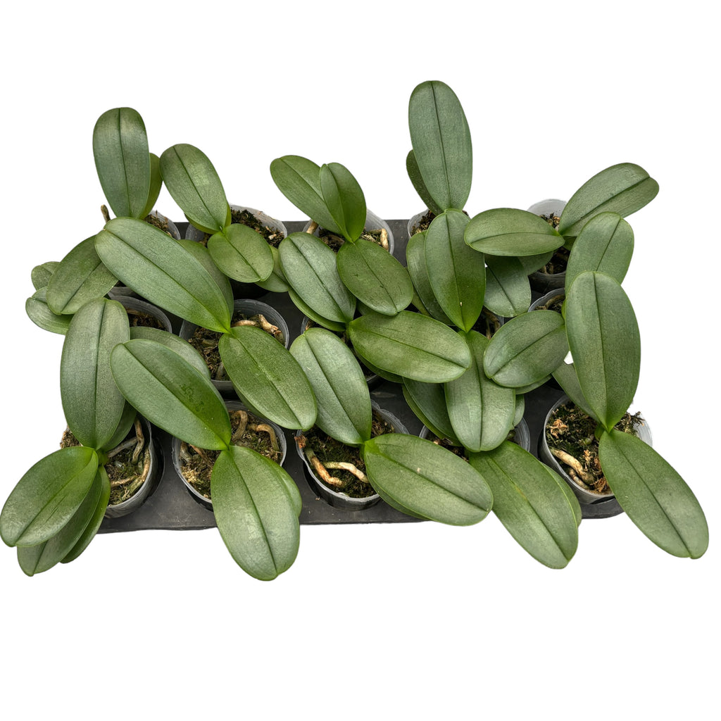 Phalaenopsis Taiwán sin identificación - hojas plateadas