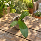 Phalaenopsis cochlearis