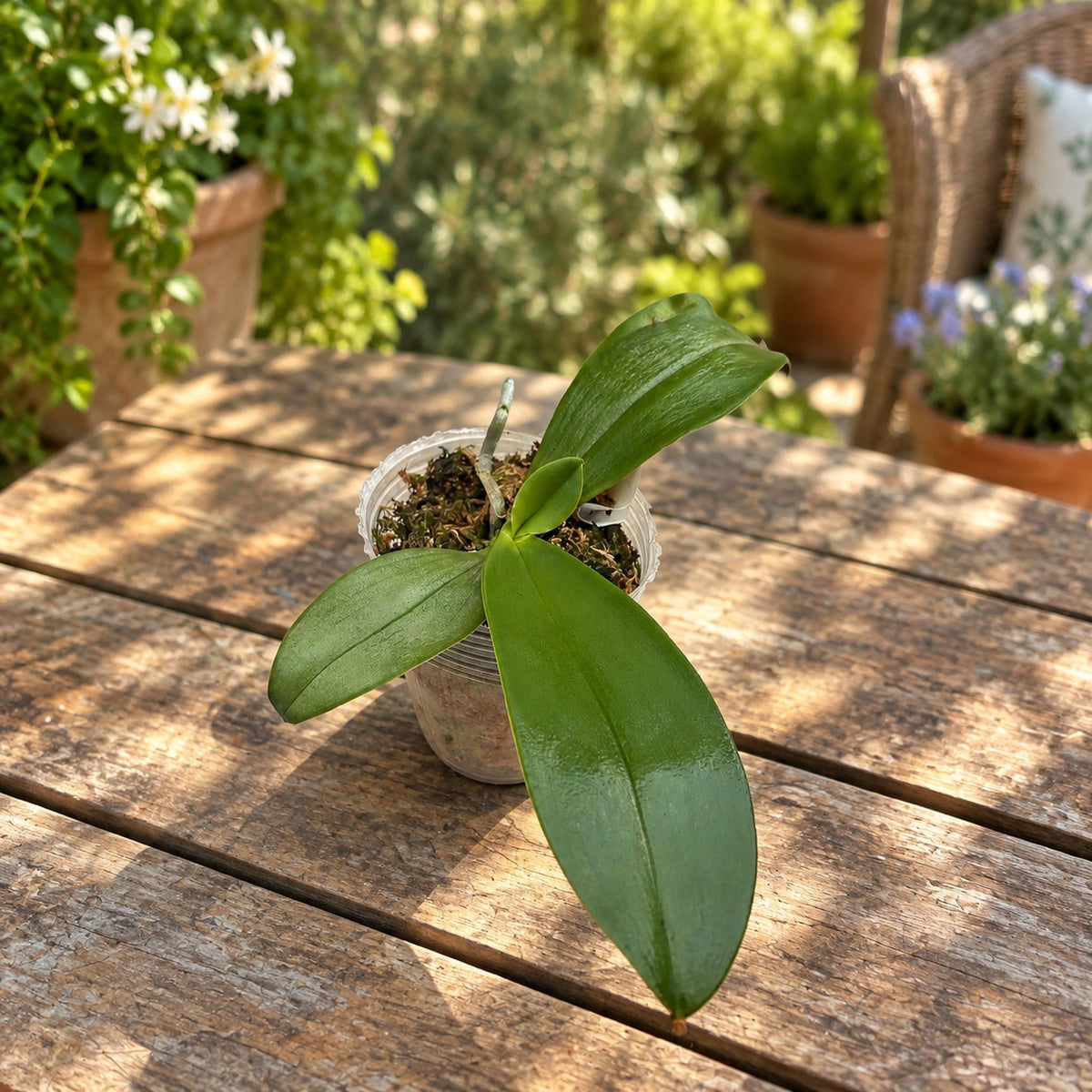 Phalaenopsis cochlearis