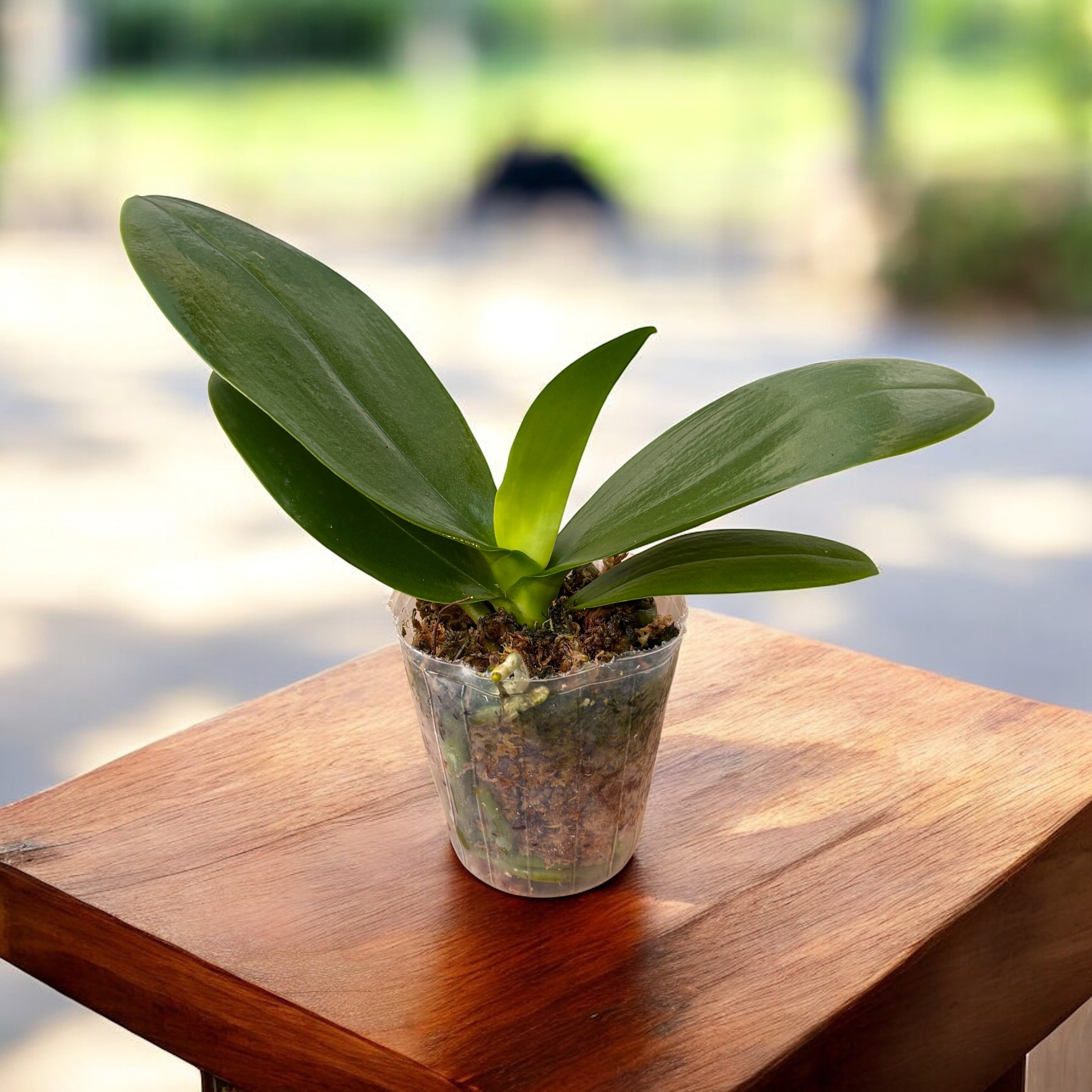 Phalaenopsis GW Green World 'Schlangenhaut'