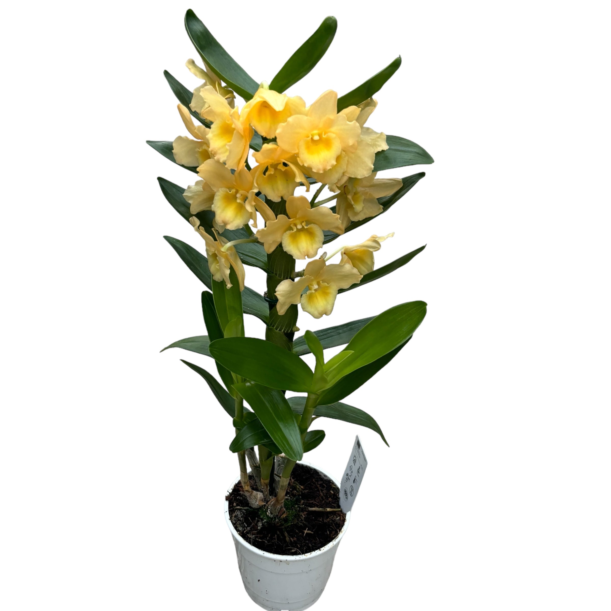 Dendrobium Yellow parfumat