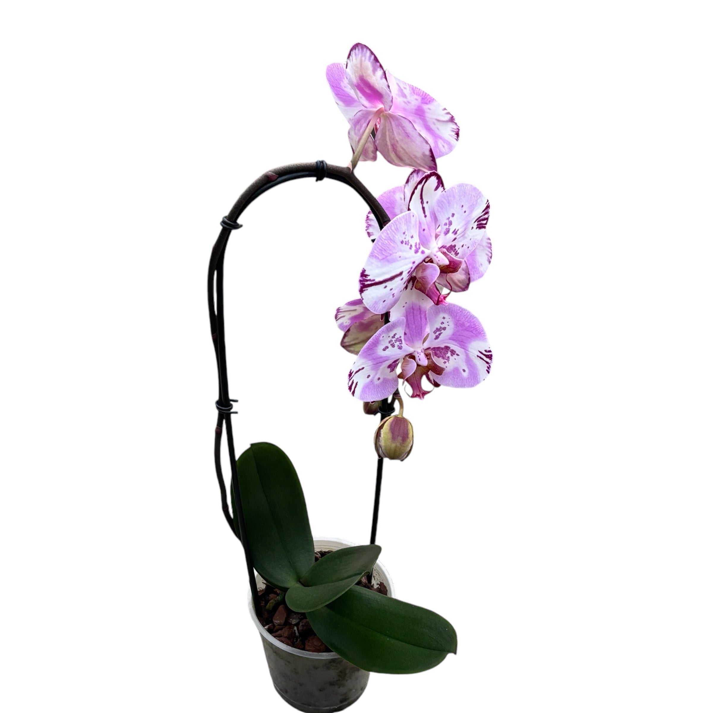Phalaenopsis Emiliya (flori XL)