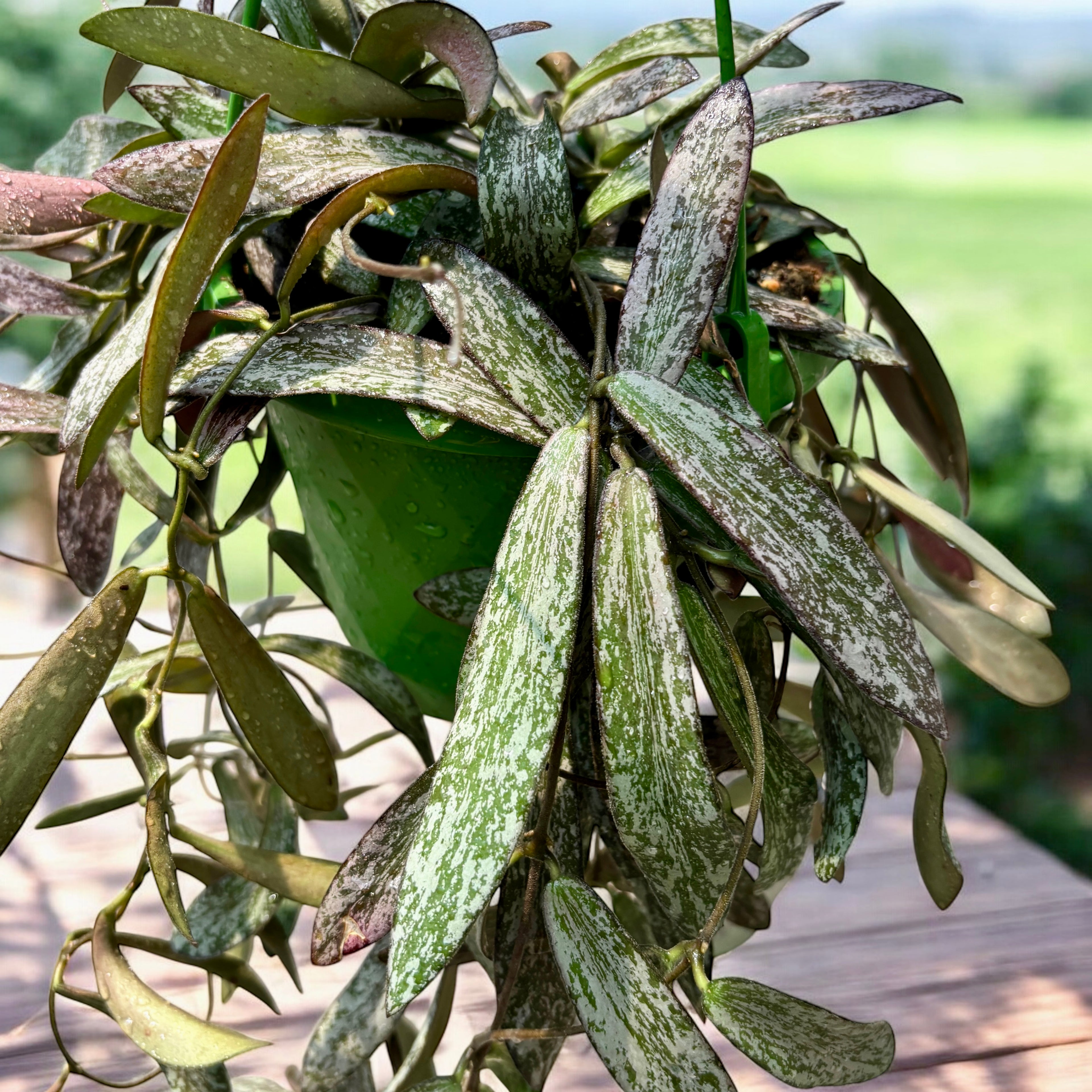 Hoya sigillatis - exemplare mari, liane lungi!
