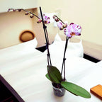 Phalaenopsis Art Nouveau