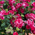 Αρωματικά μινιατούρα τριαντάφυλλα Rosa Gigi™ Parade
