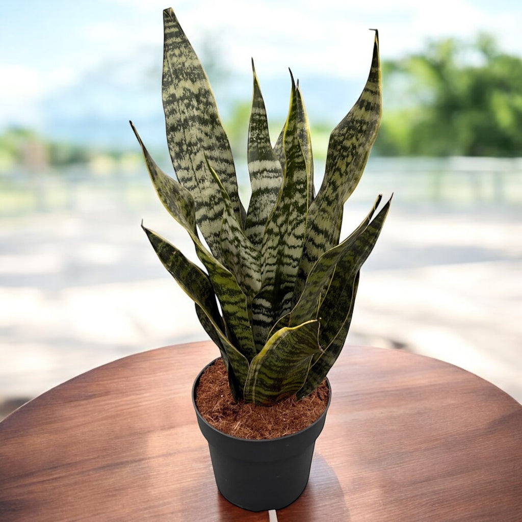 Sansevieria trifasciata 'Golden Edge'