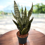 Sansevieria trifasciata 'Golden Edge'
