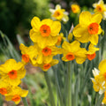 Narcise speciale intens parfumate - Narcisus 'Bright Day'