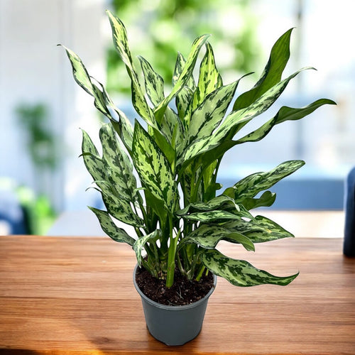 Aglaonema 'Miss Juliette' - exemplare XL  Secret Garden Plant Shop